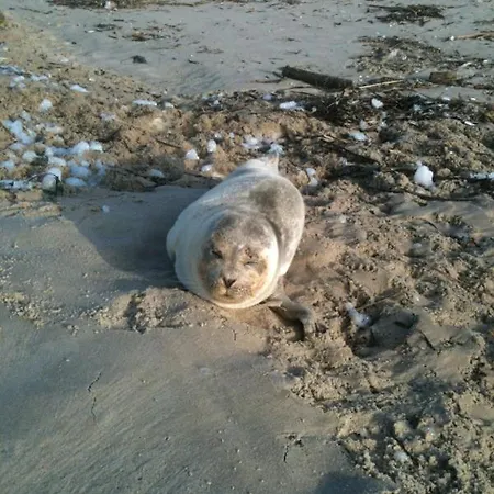 Haus Sylter Welle 9-92a Ob *